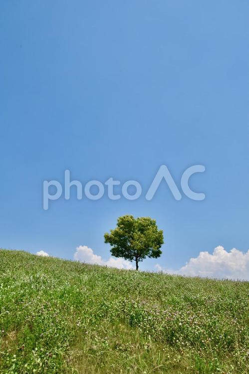 遠い記憶の中の、あの日の丘の上に立つ樹木 青空,丘,樹木の写真素材
