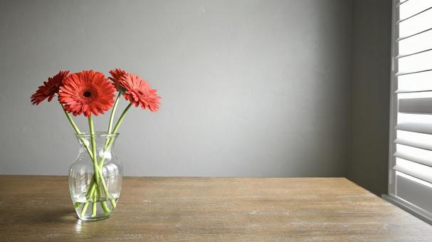 赤いガーベラ 赤いガーベラの写真