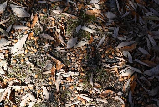 どんぐり どんぐり,枯れ葉,落ち葉の写真素材