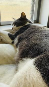 お昼寝猫の写真