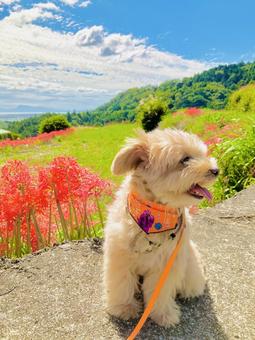 犬と彼岸花 犬と彼岸花 彼岸花,秋,自然の写真素材
