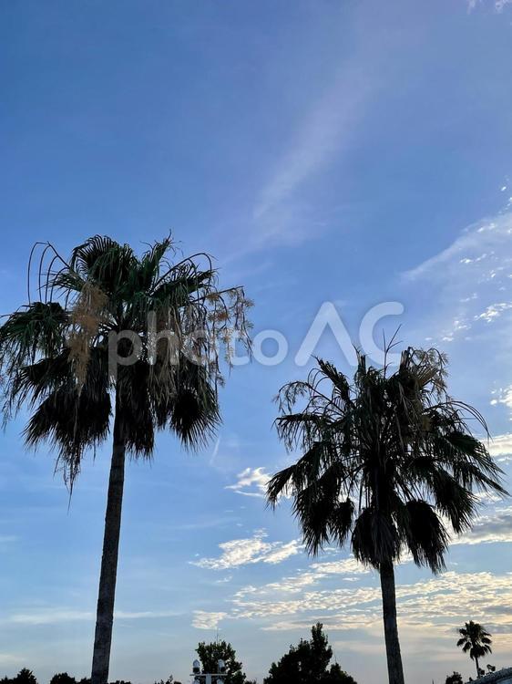 夕焼けのヤシの木のシルエット ヤシの木,空,夕焼けの写真素材