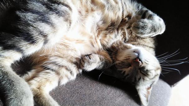 まどろむ猫 ネコ,タビー,キジトラの写真素材