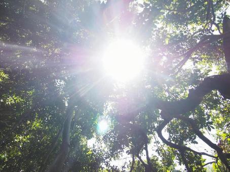 Sunshine 海,ビーチ,オーストラリアの写真素材