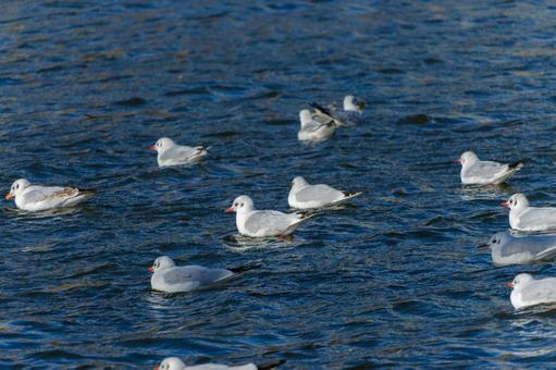 A flock of black-headed gulls floating on the water, JPG A flock of black-headed gulls floating on the water, JPG