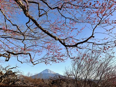 富士山と梅の木 富士山と梅の木 富士山,梅,梅の木の写真素材