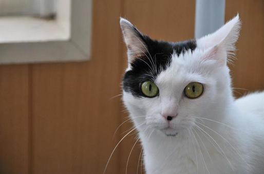 猫 猫の写真