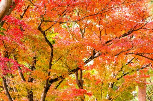 紅葉 紅葉の写真