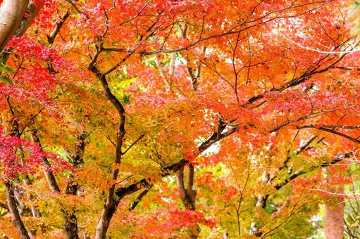 紅葉 紅葉,もみじ,モミジの写真素材