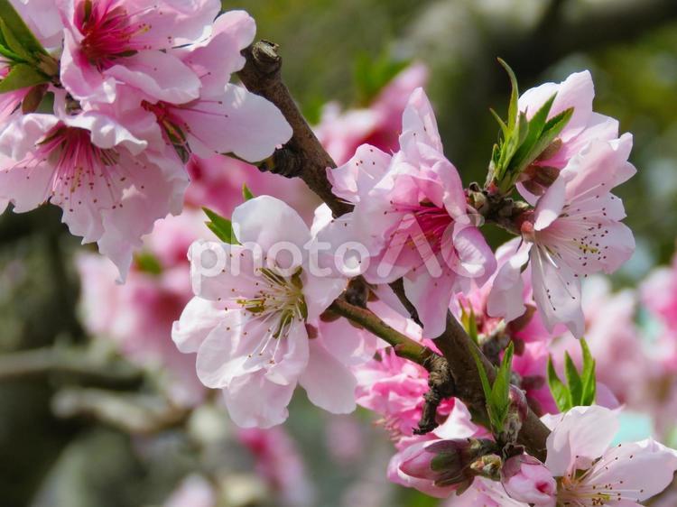 見頃を迎えた桃の花 桃,モモ,ももの写真素材