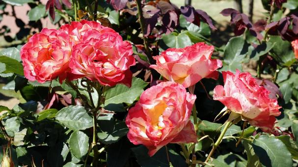ばらの花 ばらの花の写真