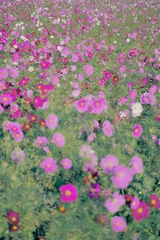 コスモスの写真