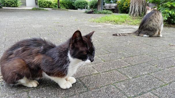 公園の猫 公園の猫の写真