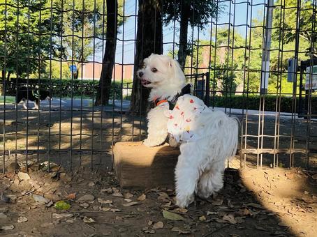ドッグランで遊ぶ犬 ドッグランで遊ぶ犬 犬,マルチーズ,後ろ姿の写真素材