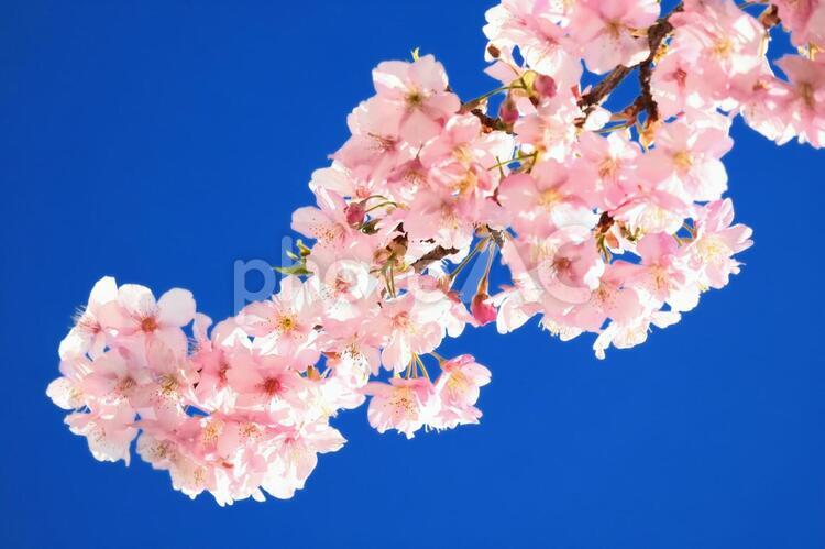 桜 桜,青空,満開の写真素材