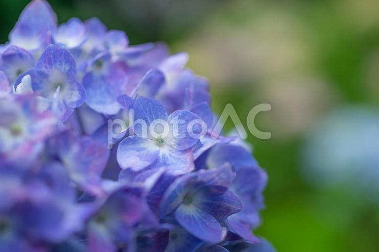 雨の日の紫陽花 紫陽花,あじさい,アジサイの写真素材