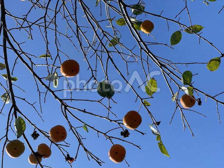 柿の木 柿,植物,果物の写真素材