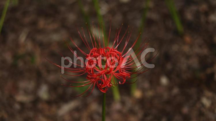 【花の写真】彼岸花 【花の写真】彼岸花 彼岸花,ヒガンバナ,花の写真素材