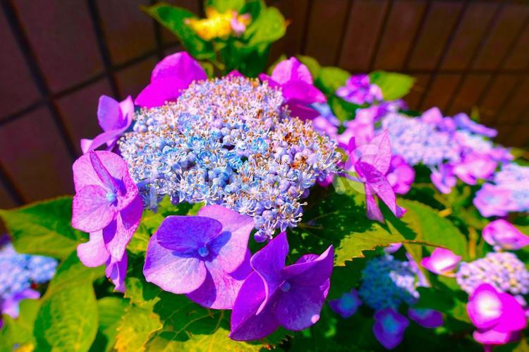 ガクアジサイ ガクアジサイ,カラフル,梅雨の花の写真素材