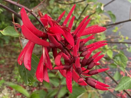 真っ赤なサンゴシトウの花 真っ赤なサンゴシトウの花 ヒシバデイゴ,サンゴシトウ,赤い花の写真素材