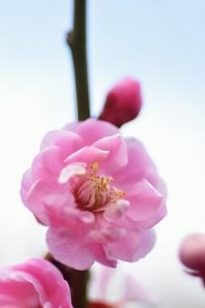 ピンクの梅 ピンクの梅の写真