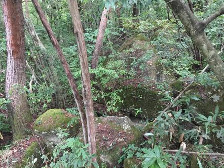 瞑想の森 瞑想の森 森,岩,山地の写真素材