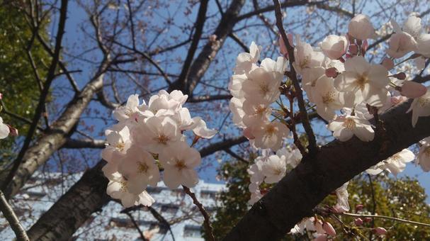 桜 桜の写真