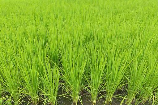 Rice, JPG