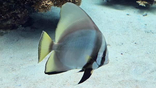 ツバメウオ ツバメウオの写真