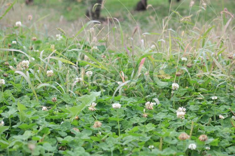 シロツメクサ　ハチさんたちの蜜源 シロツメクサ,白色,花の写真素材
