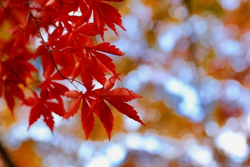 紅葉　長野県　清水寺 紅葉,長野県,清水寺の写真素材