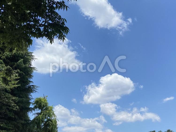 木々の緑と青空 空,景色,スカイブルーの写真素材