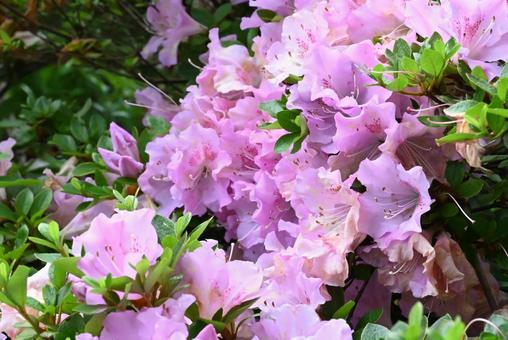 Early Summer Flowers Azalea, JPG Early Summer Flowers Azalea, JPG
