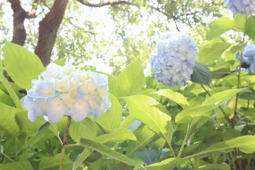 Hydrangea, JPG Hydrangea, JPG