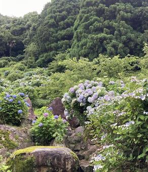 紫陽花〜2025年6月 紫陽花〜2025年6月の写真