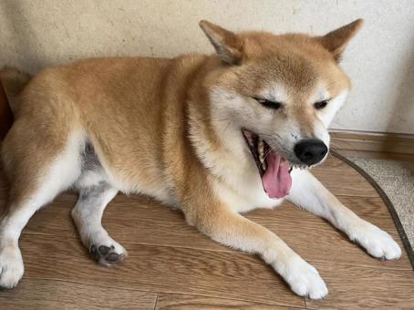 柴犬のあくび 柴犬のあくび 柴犬,犬,ペットの写真素材