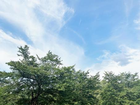 真夏の木々と青空 2 真夏の木々と青空 2 青空,木,葉の写真素材