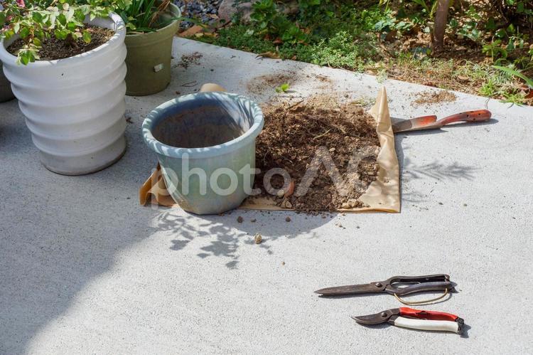 植物の植え替え 趣味,園芸,庭園の写真素材
