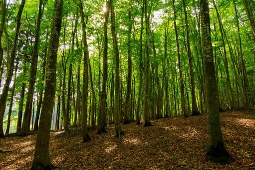 250515十日町市松之山美人林 新潟県,十日町市,松之山の写真素材