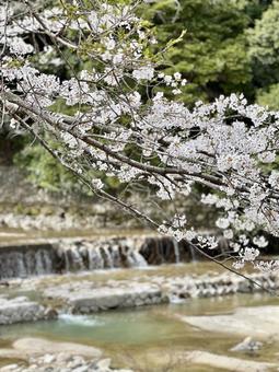 春の川 春の川の写真