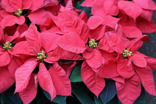 ポインセチア 植物,草,赤色の写真素材