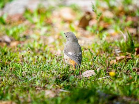 地面を歩くジョウビタキのメス 地面を歩くジョウビタキのメスの写真