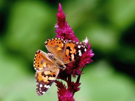 ケイトウにヒメアカタテハ ヒメアカタテハ,ケイトウ,花の写真素材