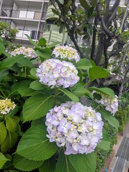 Hydrangea (light purple), JPG Hydrangea (light purple), JPG