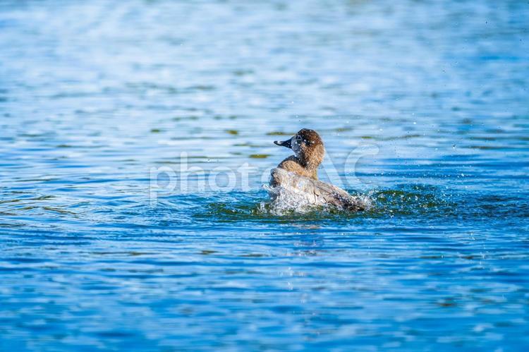 池を泳ぐホシハジロのメス ホシハジロ,鴨,野鳥の写真素材