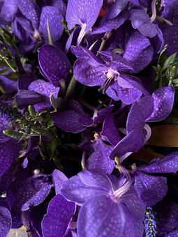 紫色の蘭のクローズアップ 蘭,ラン,花の写真素材