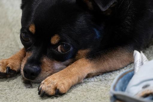 こちらを見つめる犬(チワワ・ミニピン) こちらを見つめる犬(チワワ・ミニピン)の写真
