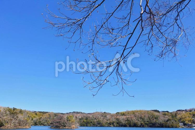 桜の見えない、春めく一碧湖 一碧湖,早春,春先の写真素材