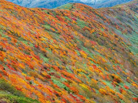 紅葉の秋田駒ケ岳 紅葉の秋田駒ケ岳の写真