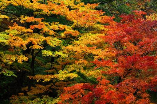 秋天的顏色, JPG 秋天的顏色, autumn leaves, yellow leaves, red, JPG